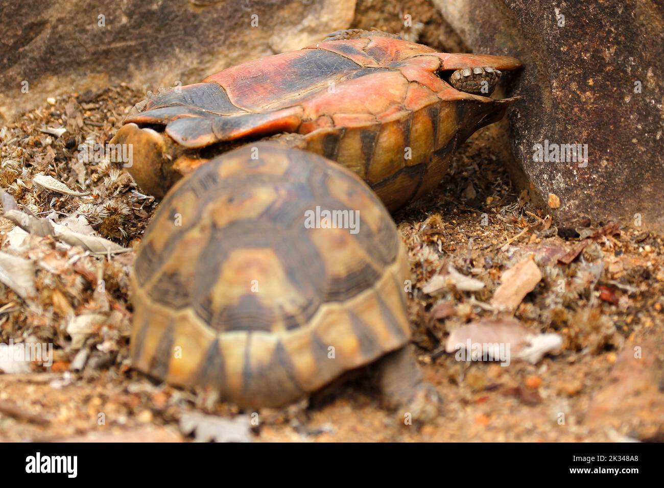 Zwei männliche Angulatschildkröten kämpfen auf einigen Steinstufen in einem Garten in Kapstadt um ein Weibchen. Stockfoto