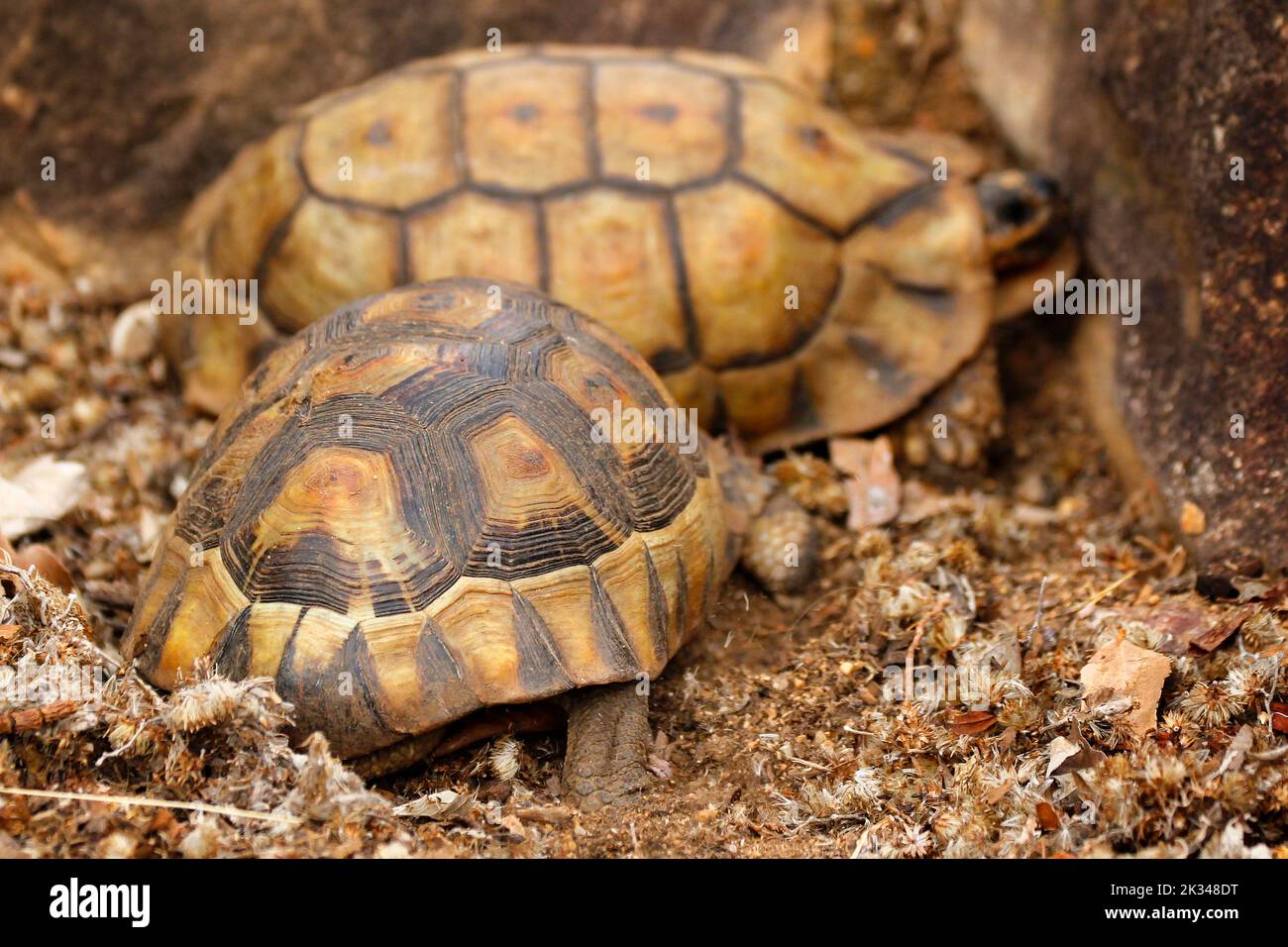 Zwei männliche Angulatschildkröten kämpfen auf einigen Steinstufen in einem Garten in Kapstadt um ein Weibchen. Stockfoto