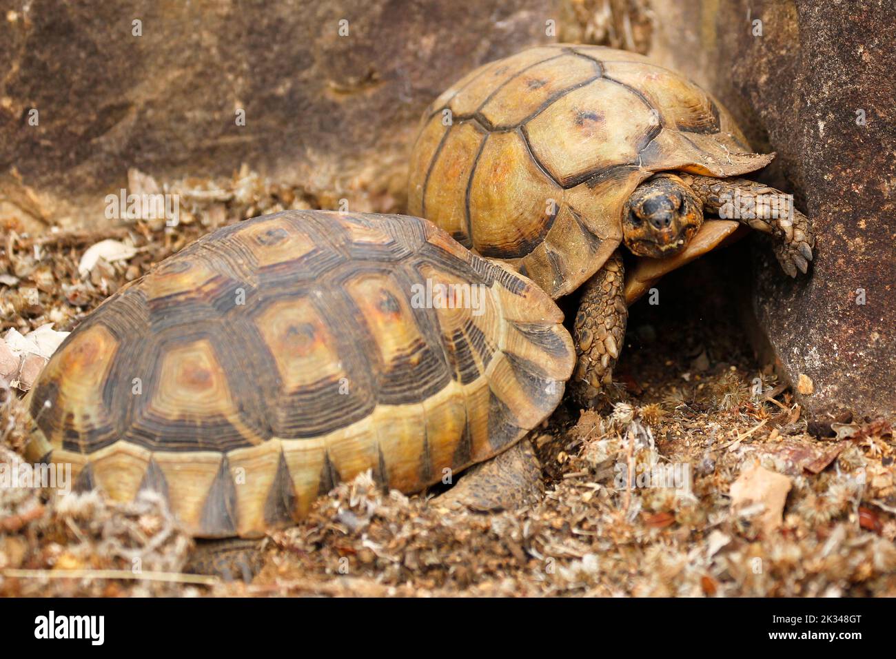 Zwei männliche Angulatschildkröten kämpfen auf einigen Steinstufen in einem Garten in Kapstadt um ein Weibchen. Stockfoto
