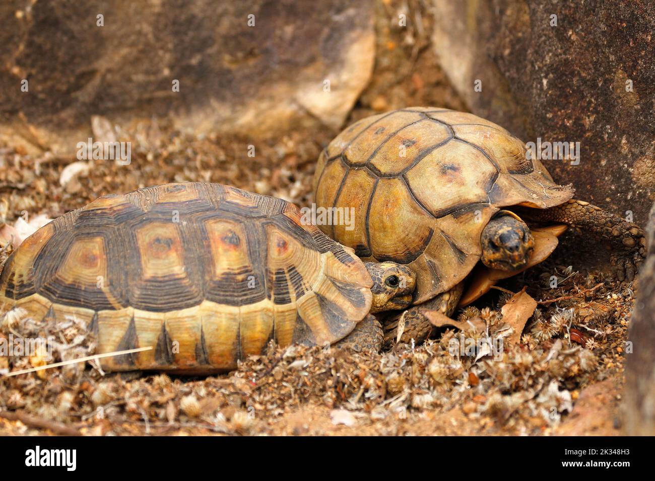 Zwei männliche Angulatschildkröten kämpfen auf einigen Steinstufen in einem Garten in Kapstadt um ein Weibchen. Stockfoto