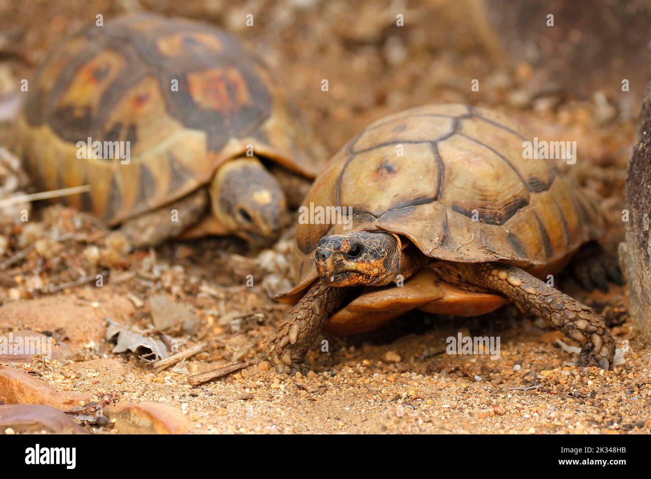Zwei männliche Angulatschildkröten kämpfen auf einigen Steinstufen in einem Garten in Kapstadt um ein Weibchen. Stockfoto