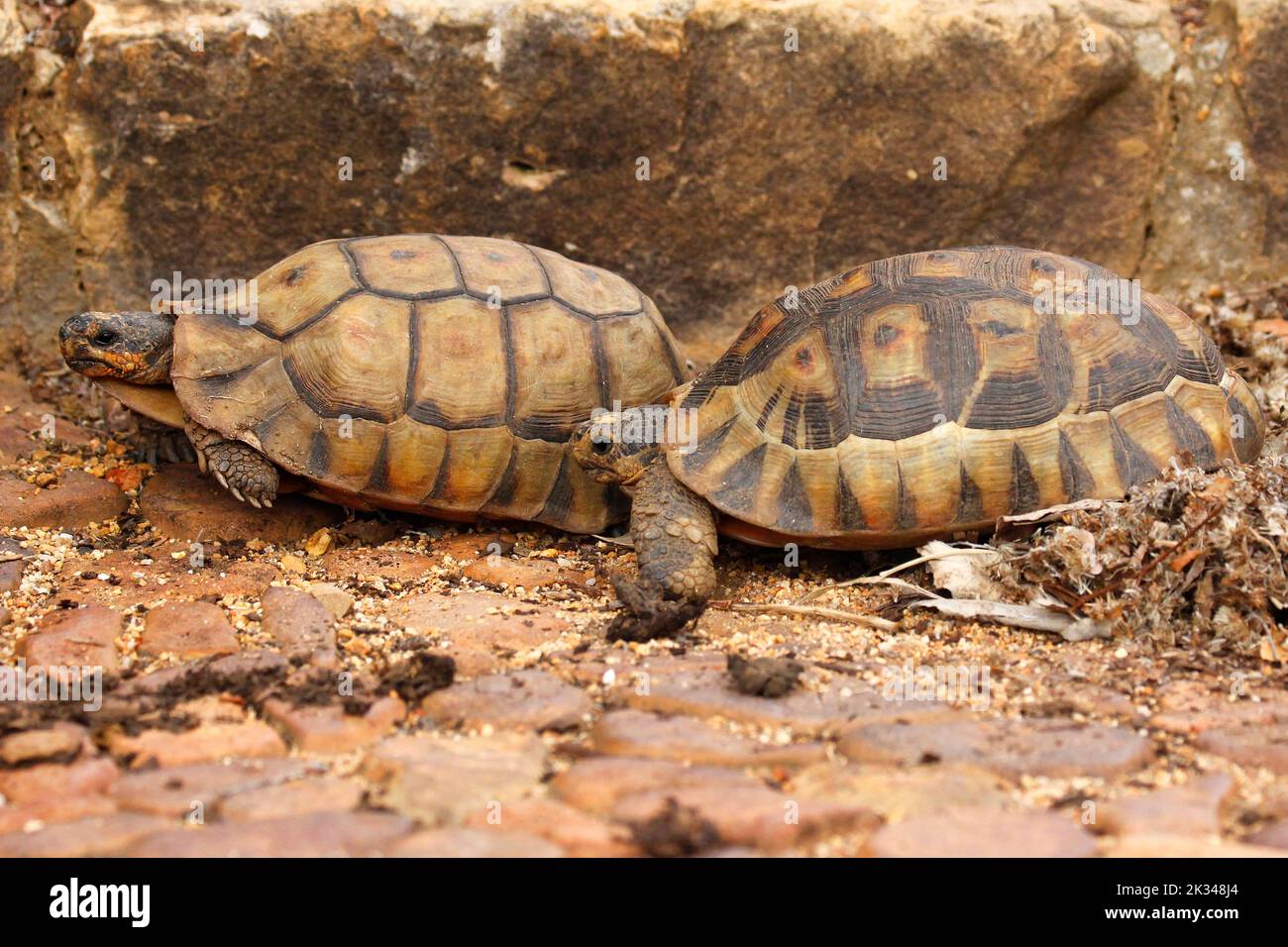 Zwei männliche Angulatschildkröten kämpfen auf einigen Steinstufen in einem Garten in Kapstadt um ein Weibchen. Stockfoto