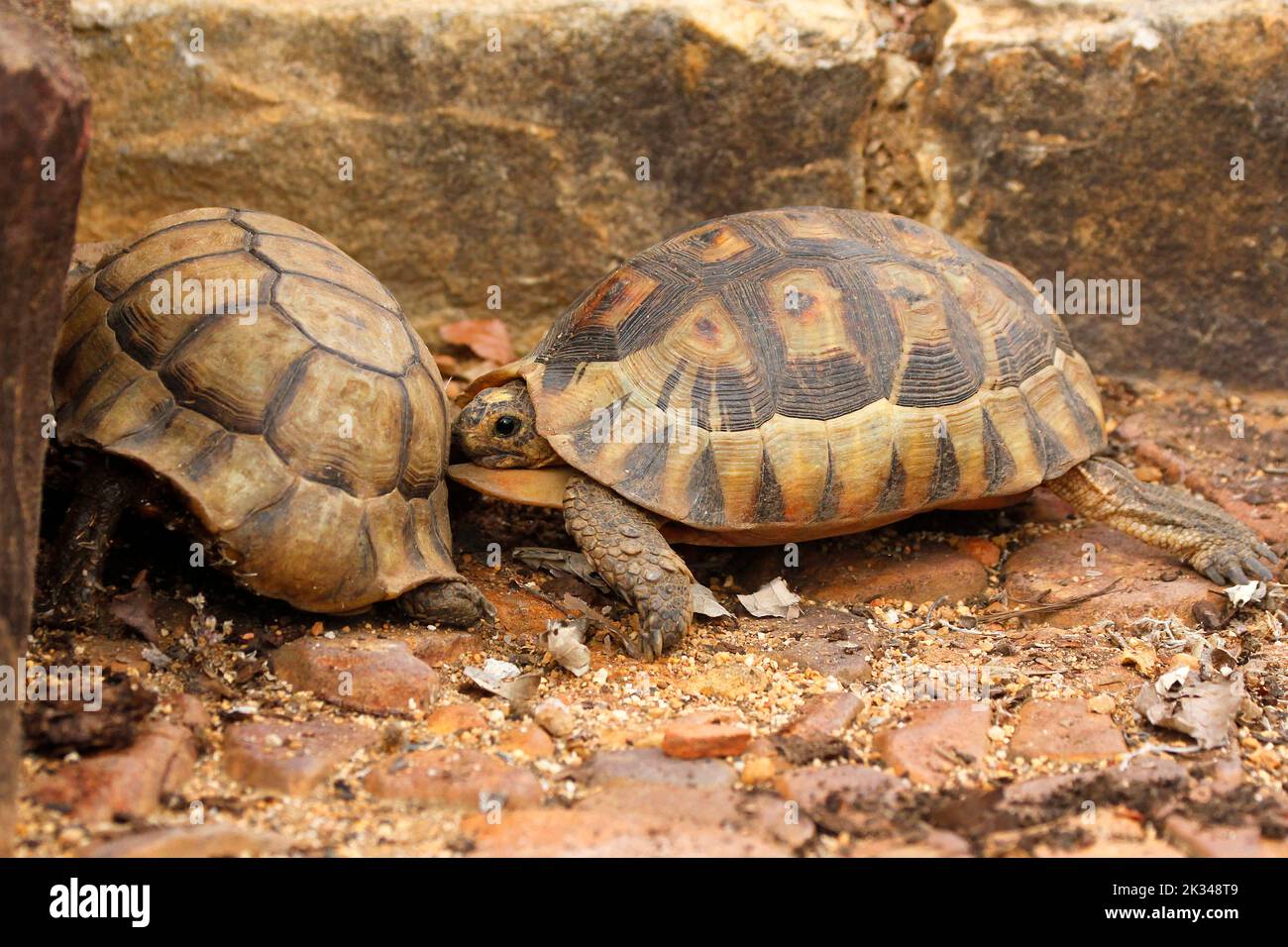 Zwei männliche Angulatschildkröten kämpfen auf einigen Steinstufen in einem Garten in Kapstadt um ein Weibchen. Stockfoto