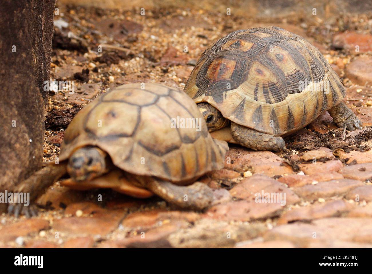 Zwei männliche Angulatschildkröten kämpfen auf einigen Steinstufen in einem Garten in Kapstadt um ein Weibchen. Stockfoto