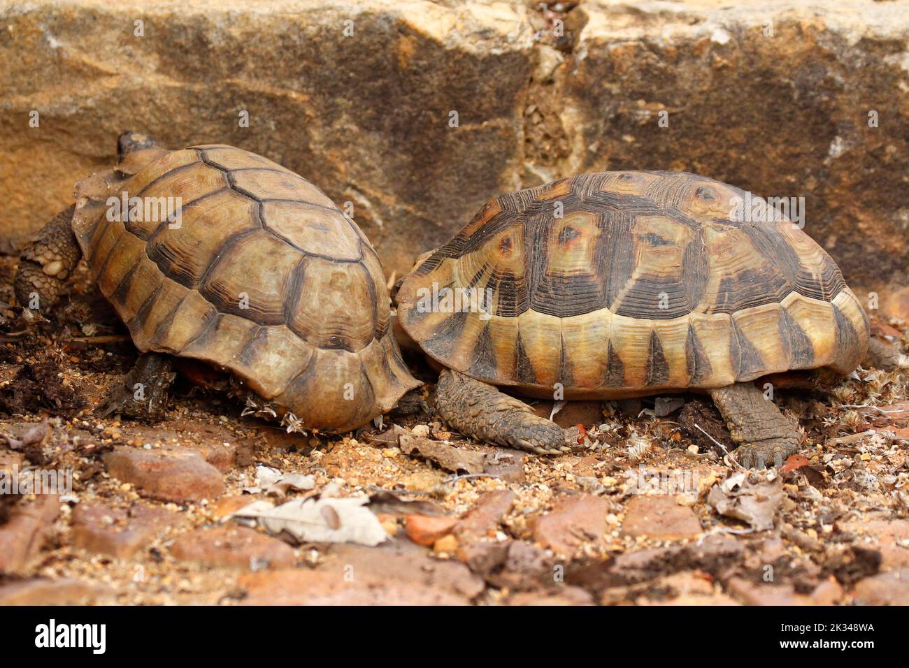 Zwei männliche Angulatschildkröten kämpfen auf einigen Steinstufen in einem Garten in Kapstadt um ein Weibchen. Stockfoto