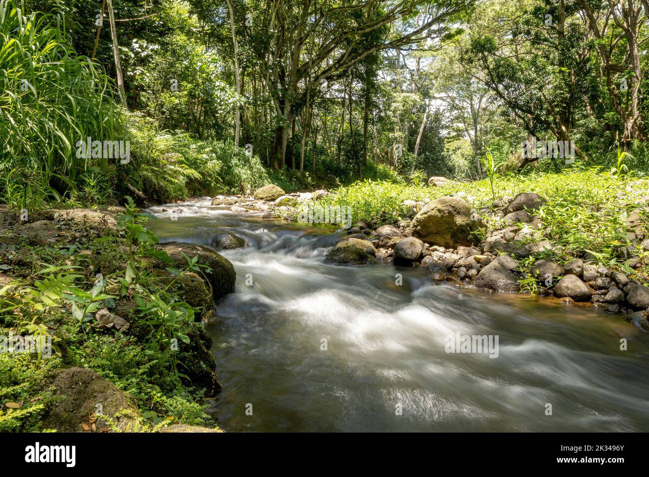 Ho'opi'i Falls Trail am Kapaa Stream, Kauai, Hawaii, USA, Nordamerika Stockfoto