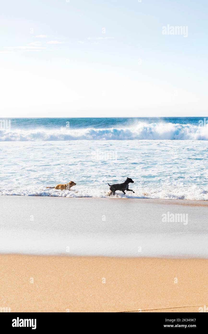 Hunde laufen und haben Spaß am Strand. Sommerzeit Stockfoto