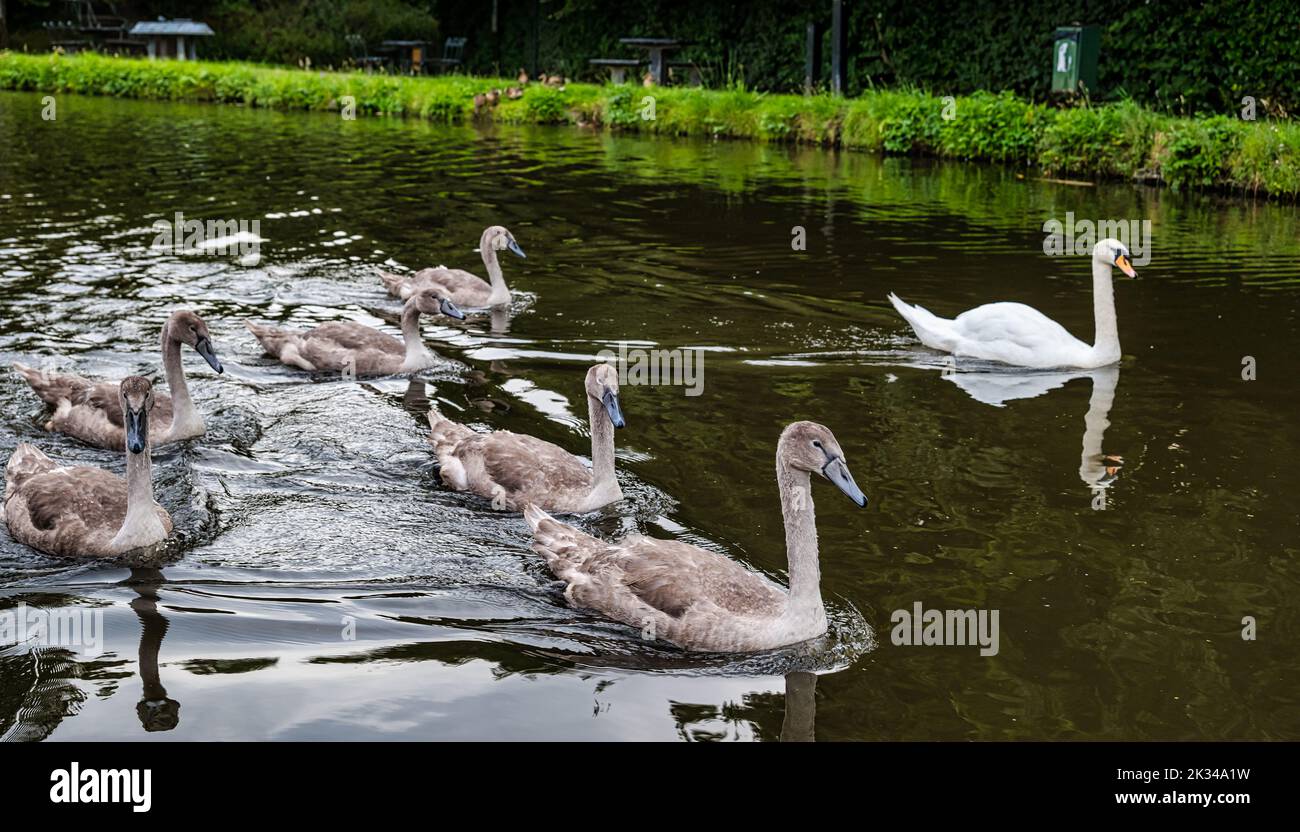 Eine mute Schwanenfamilie mit Cygnets, die im Union Canal, Schottland, Großbritannien, schwimmen Stockfoto
