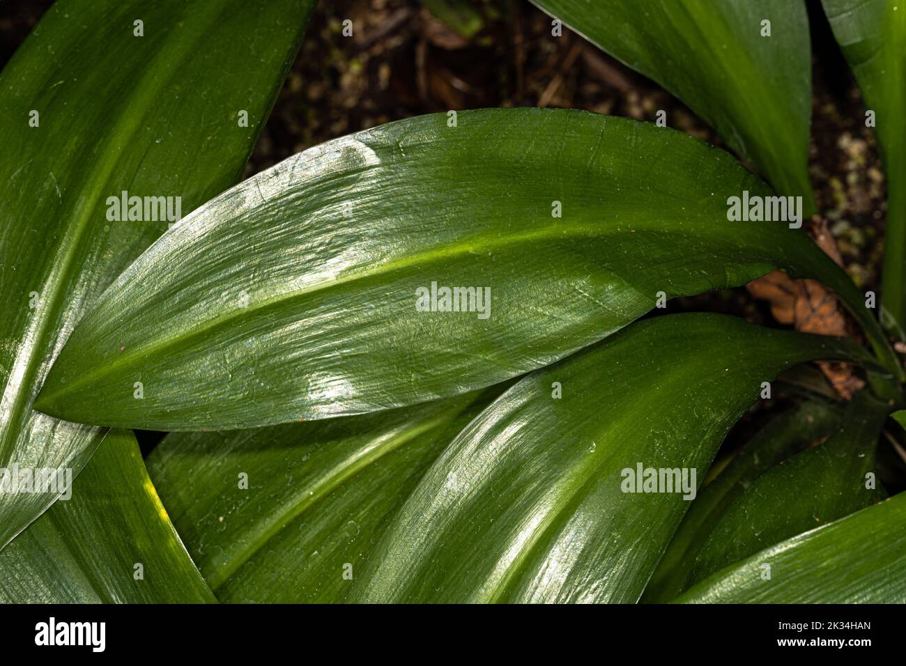 Blätter der grünfärbigen Seerose (Hymenocallis speciosa) Stockfoto
