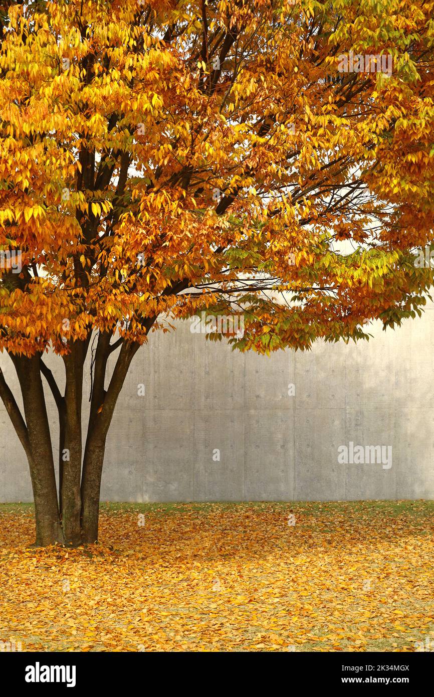 Ein gelb blättriger Zelkova Baum, der in der Herbststadt glänzt Stockfoto