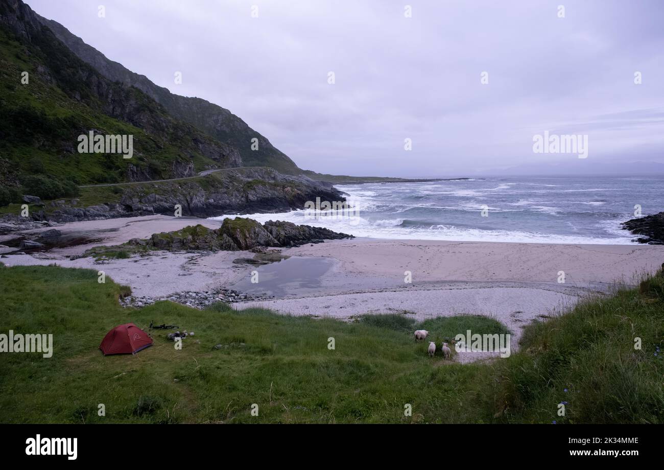 Noss, Norwegen - 13. Juli 2022: Ein rotes Robens-Zelt am Strand von Sandvika (Strand i Borra) in Nordland. Firecamp. Schafe an der Küste. Straße auf dem Ro Stockfoto