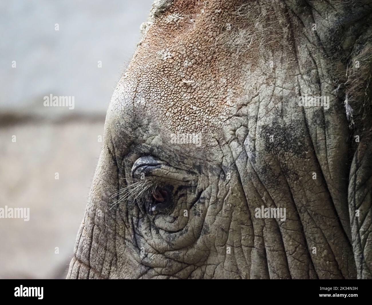 Nahaufnahme des Kopfes eines afrikanischen Elefanten im Zoo Wien Schönbrunn Stockfoto