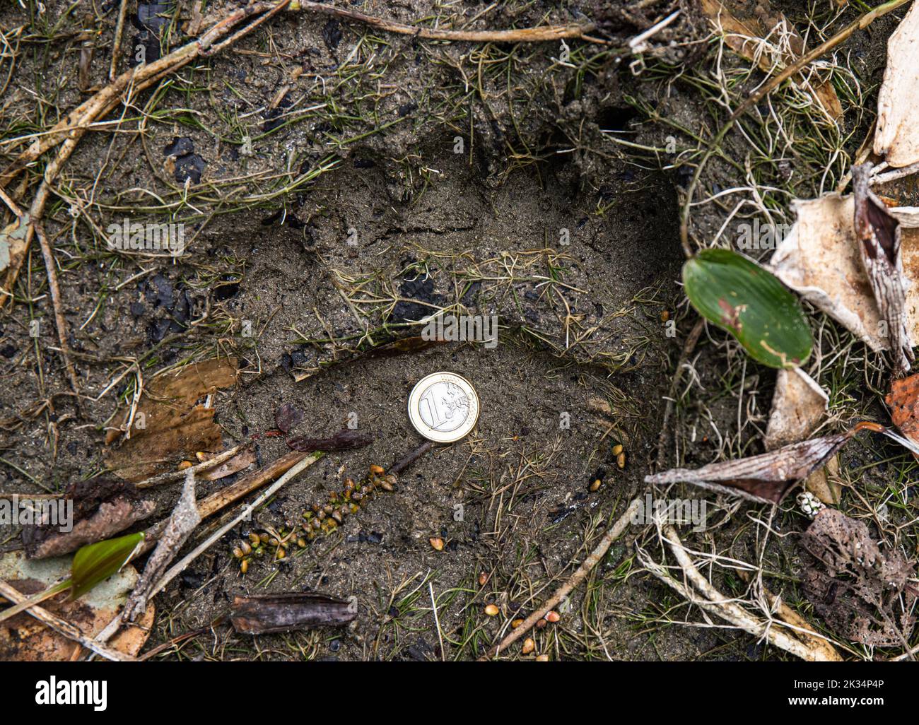 Ursus arctos bekannt als Braunbär-Fußprint im Schlamm im Wald mit 1-Euro-Münze für Maßstab. Sind vielleicht Jungen, nicht sicher. Gefunden im Herbst im September. Stockfoto