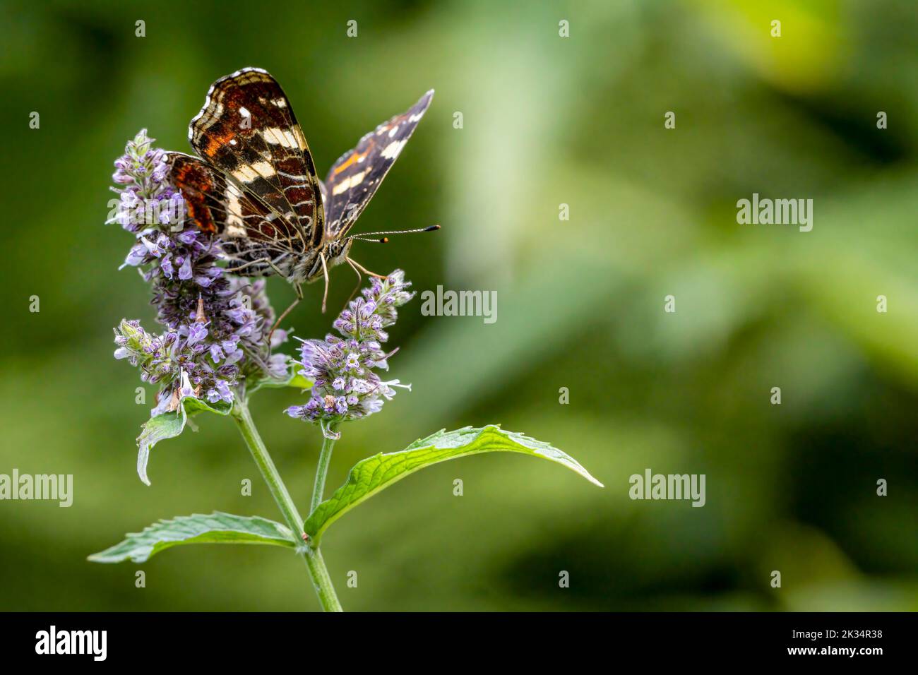 Die Karte oder der Araschnia levana Schmetterling, der sich von einer Blume ernährt. Foto aufgenommen am 31.. Juli 2022 in Poiana Marului Reservat, Caras-Severin County, Stockfoto