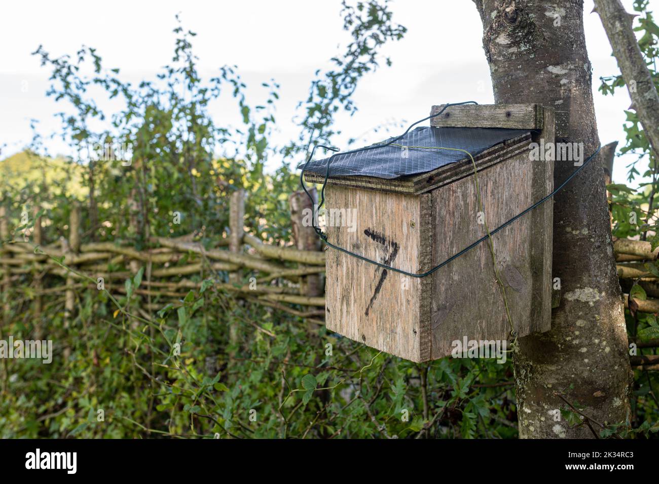 Dormouse Box im Ebernoe Common National Nature Reserve, West Sussex, England, Großbritannien Stockfoto