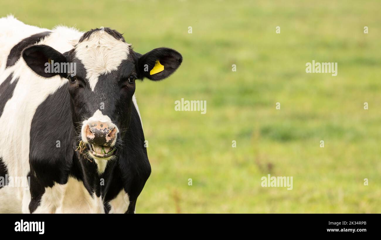 Nahaufnahme des Kopfes einer friesischen Kuh Stockfoto