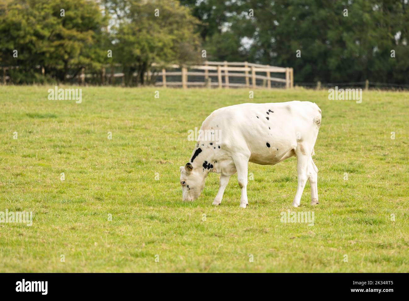 Schwarze und weiße Kühe grasen auf frischem Ackerland Stockfoto