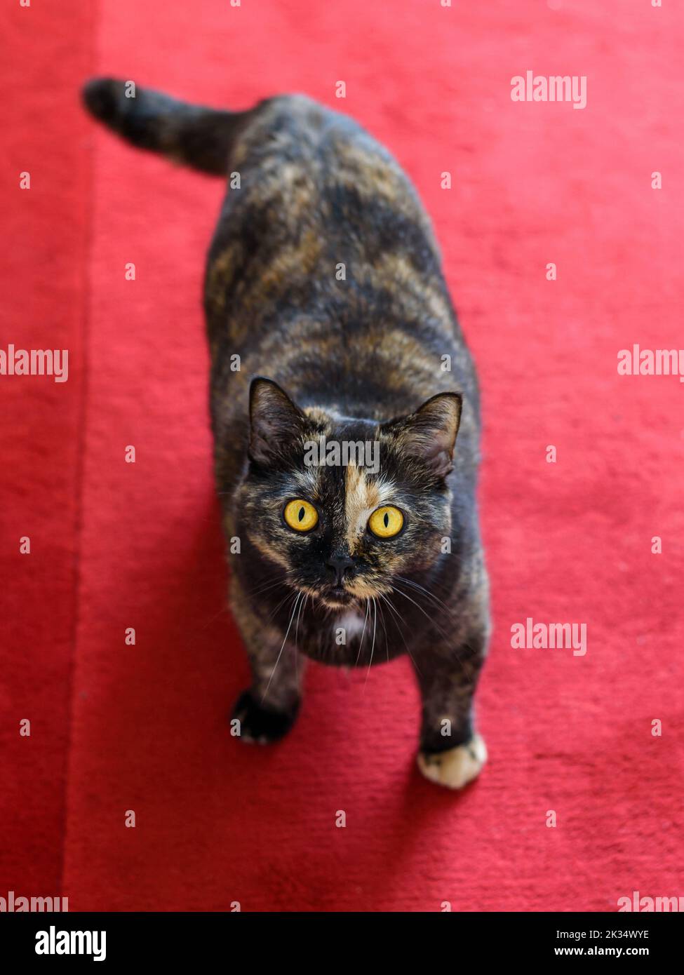 Die britische Kurzhaar-Hauskatze auf einem roten Teppich starrt uns mit ihren großen gelben Augen an. Katze von oben genommen. Stockfoto