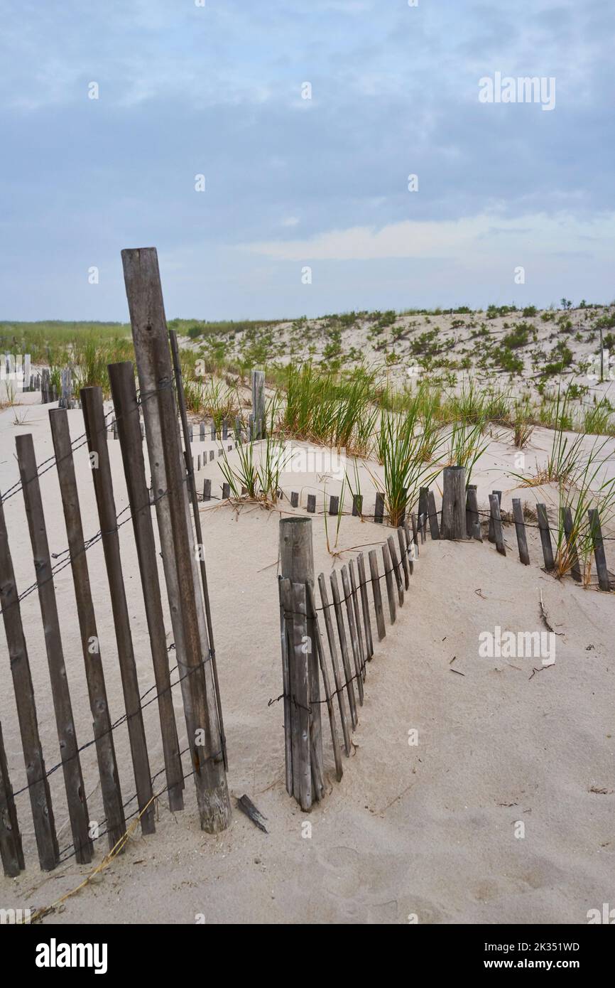 Verwitterte Dünenzäune weben durch die sich erholenden Dünen auf Long Beach Island, NJ, USA. Dünengras und Zäune schützen vor dem Klimawandel Stockfoto