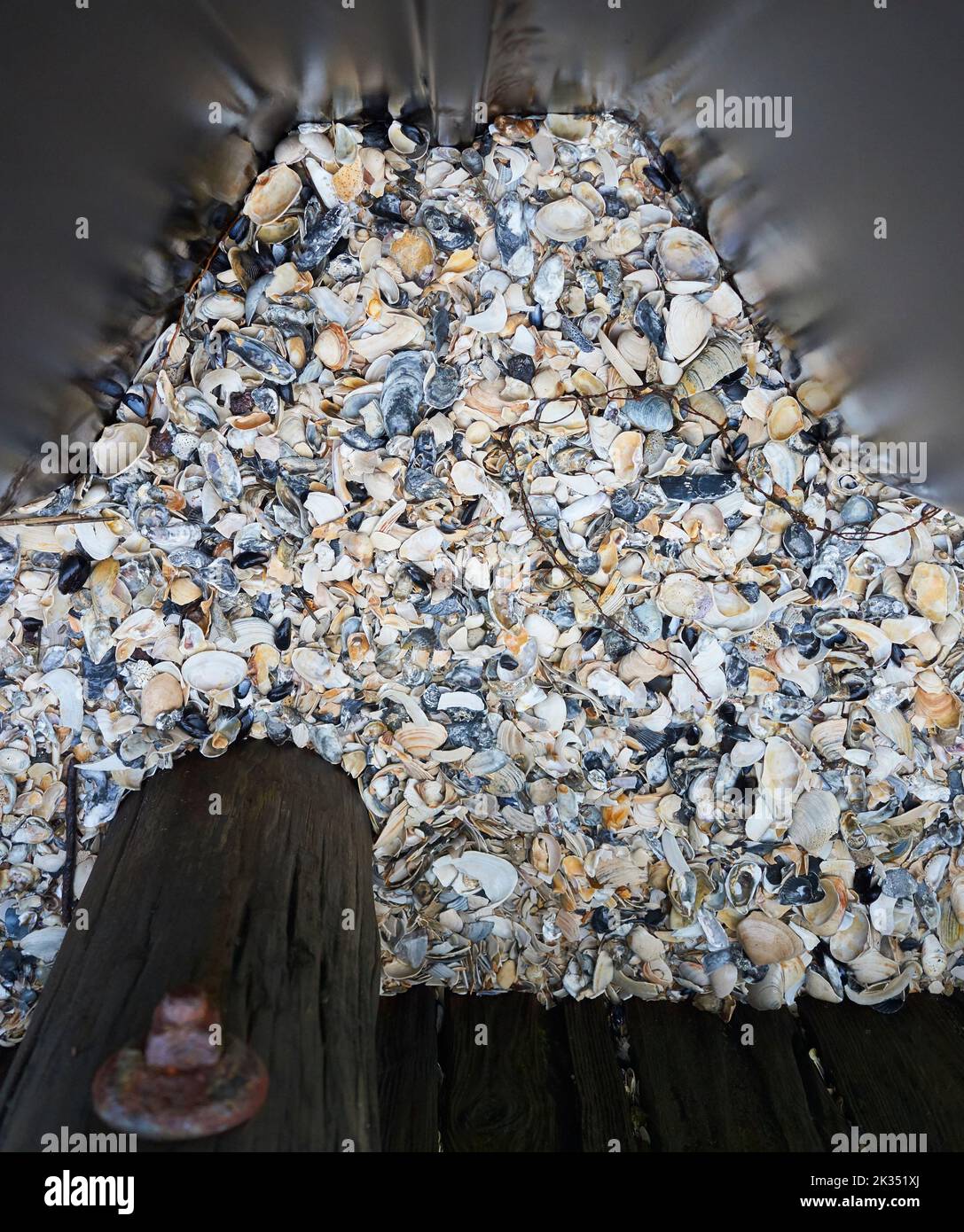 Blick von oben auf Muscheln, die in künstlichen Steg gespült wurden. Auf Long Beach Island oder LBI an der Jersey Shore. Grafik, sehr gedämpfte Farben. Stockfoto