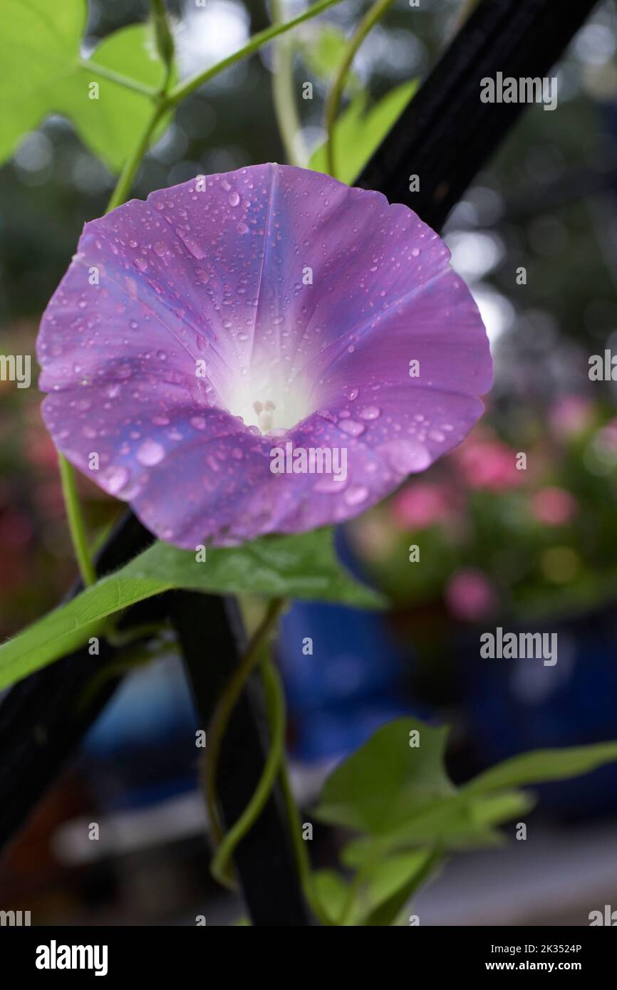 Einzelne lila Morgenblume mit Taufläufen. Liane und Blätter im Hintergrund mit weichem Fokus. Stockfoto