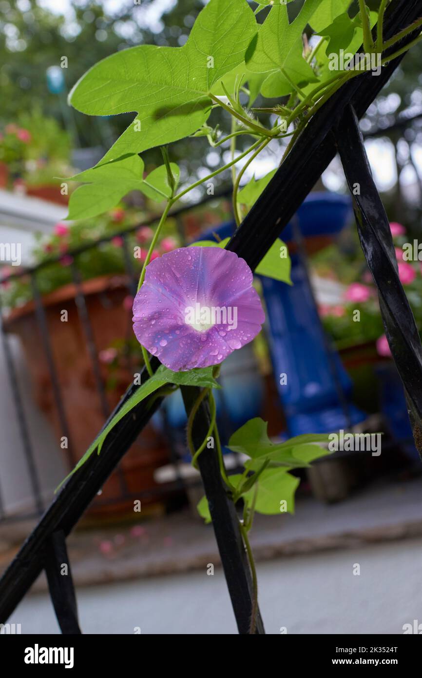 Einzelne lila Morgenblume mit Taufläufen. Liane und Blätter im Hintergrund mit weichem Fokus. Stockfoto