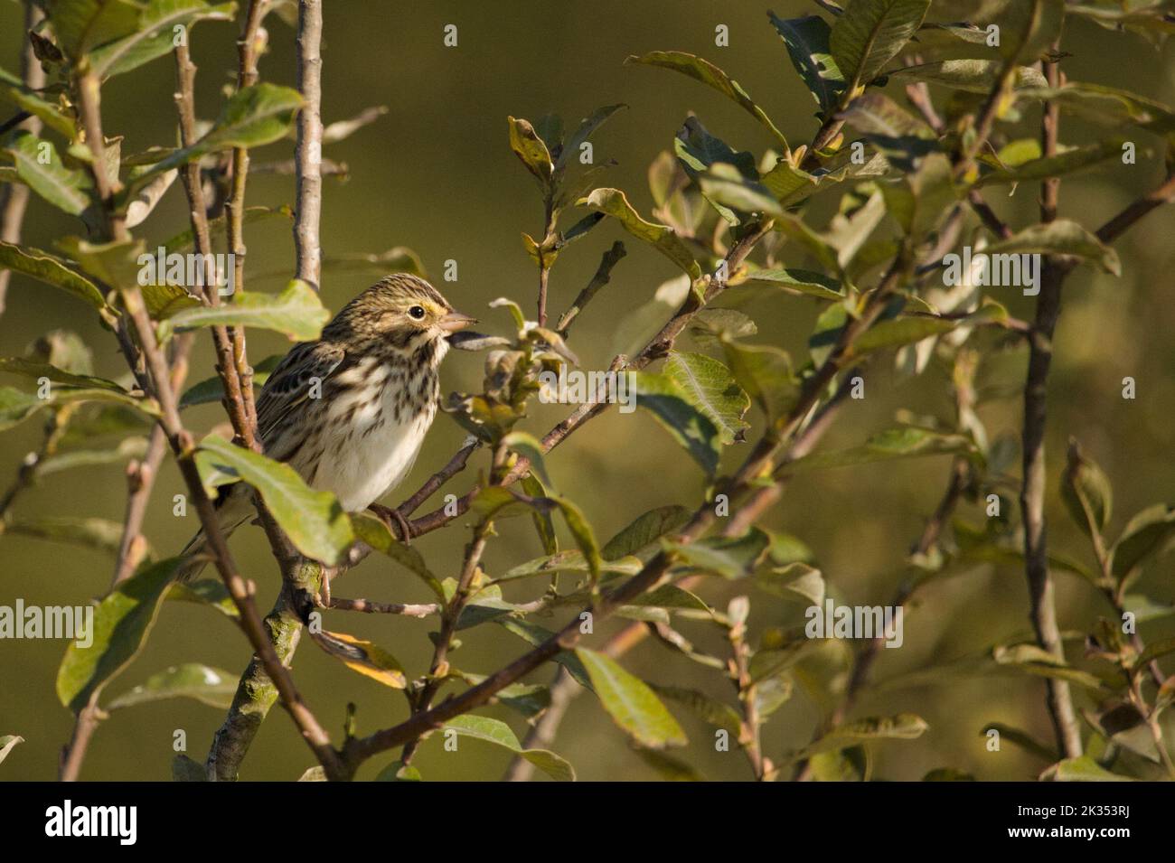 Ein Savannensperling thronte in den Zweigen eines Baumes. Stockfoto