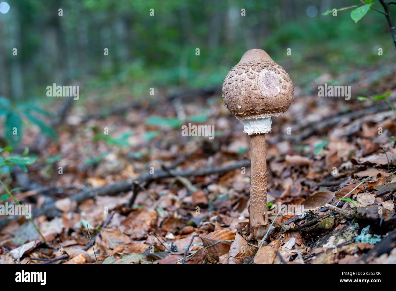 Ein junger runder Sonnenschirmpilz im Wald, umgeben von Blättern Stockfoto