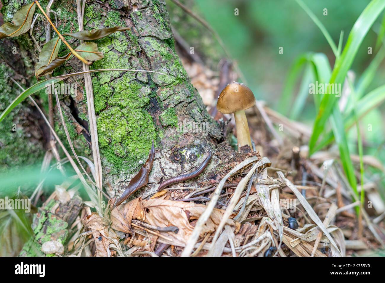 Ein kleiner brauner Pilz, der am Fuß eines Baumes wächst, mit einem Myriapod und schwarzen Wanzen um ihn herum in einem Wald mit verschwommenem Hintergrund Stockfoto