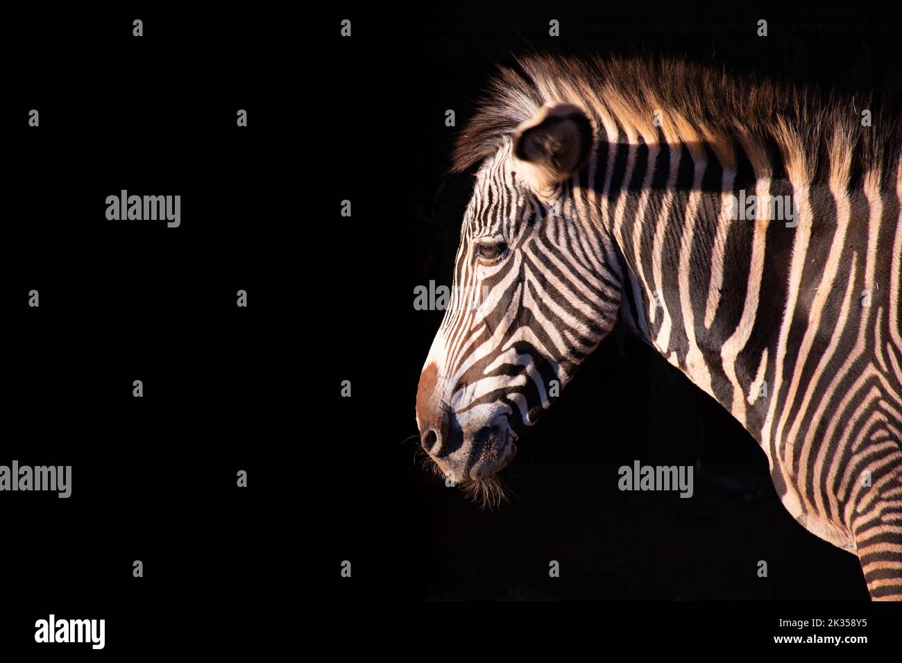 Zebra-Porträt isoliert auf schwarzem Hintergrund Stockfoto