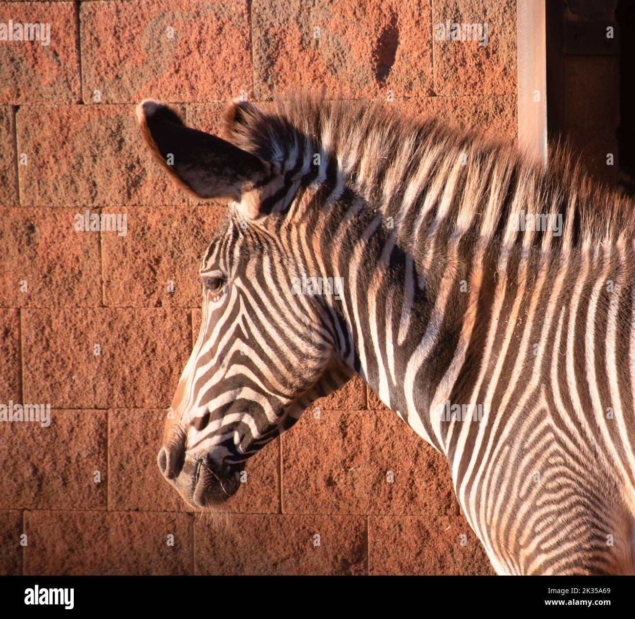 Nahaufnahme eines Zebras Stockfoto