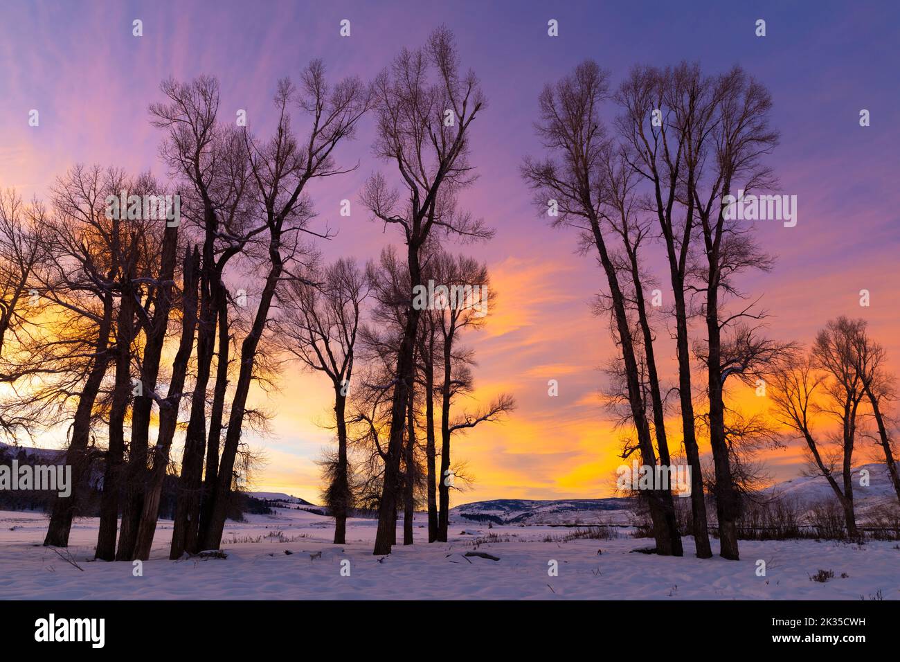 WY05083-00..... WYOMING - Sonnenuntergang mit Baumwollbäumen im Lamar Valley, Yellowstone National Park. Stockfoto