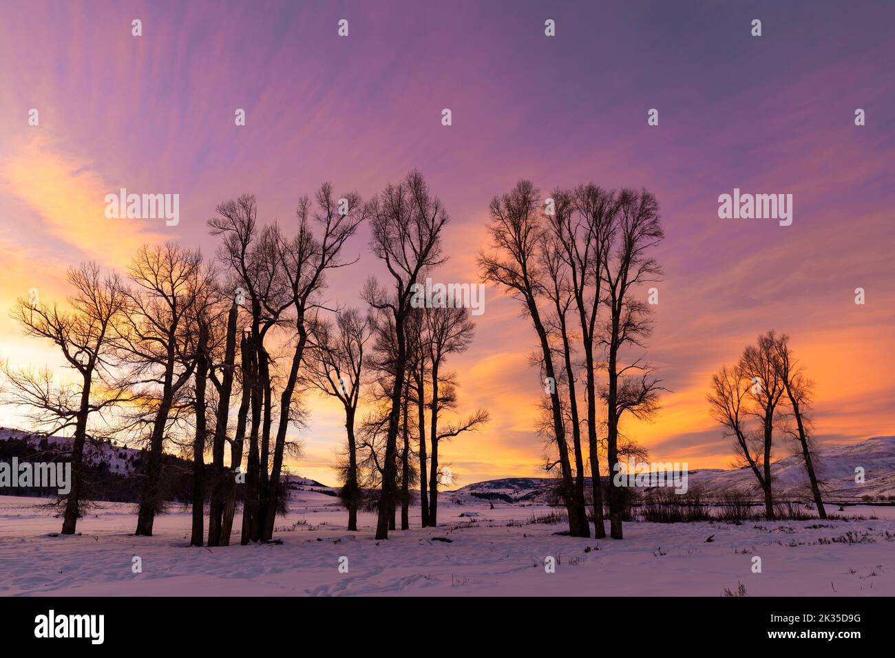 WY05084-00..... WYOMING - Sonnenuntergang mit Baumwollbäumen im Lamar Valley, Yellowstone National Park. Stockfoto