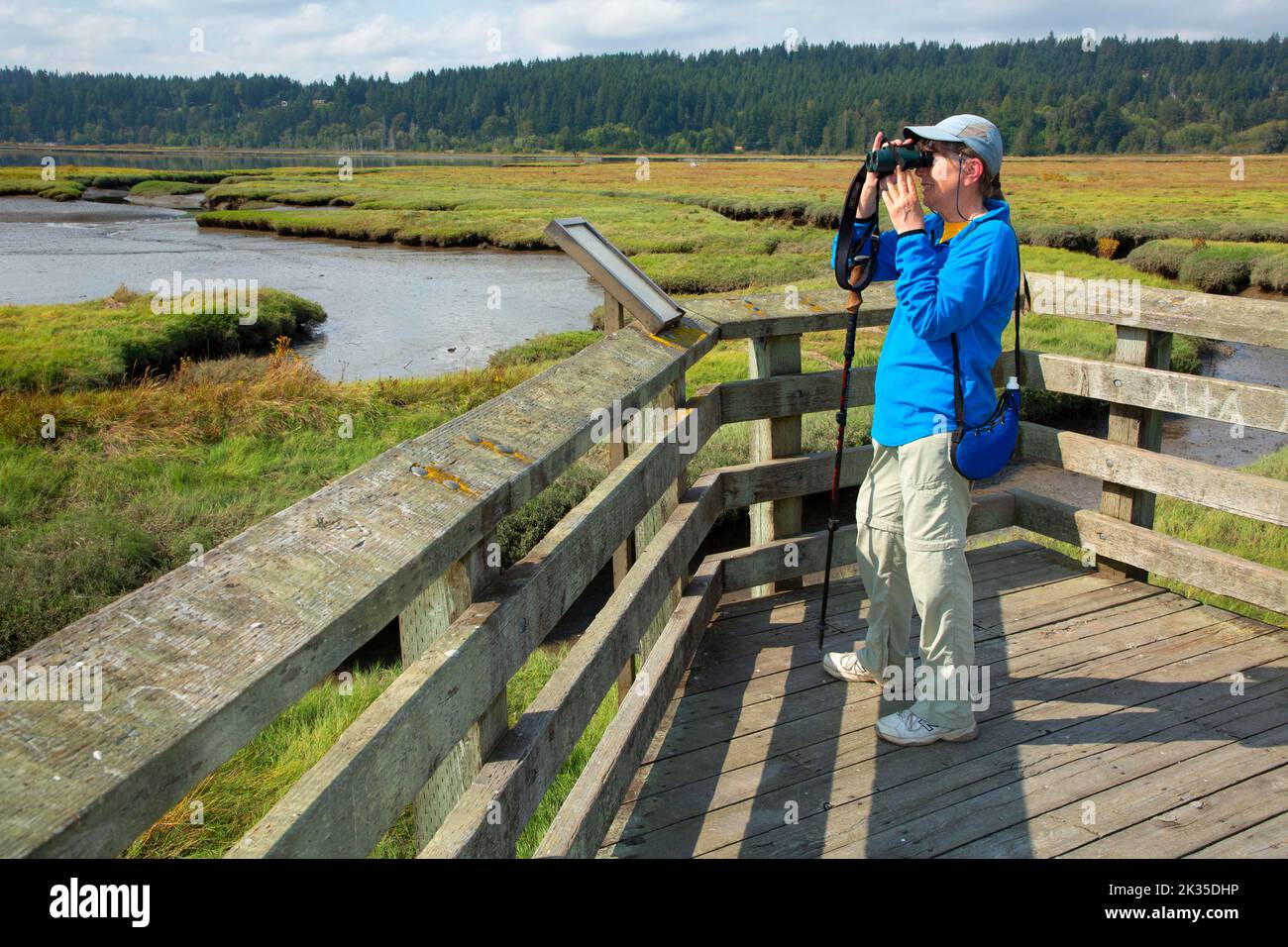 Vogelbeobachtung von der Promenade, Belfair-Theler Wetland Park, Washington Stockfoto