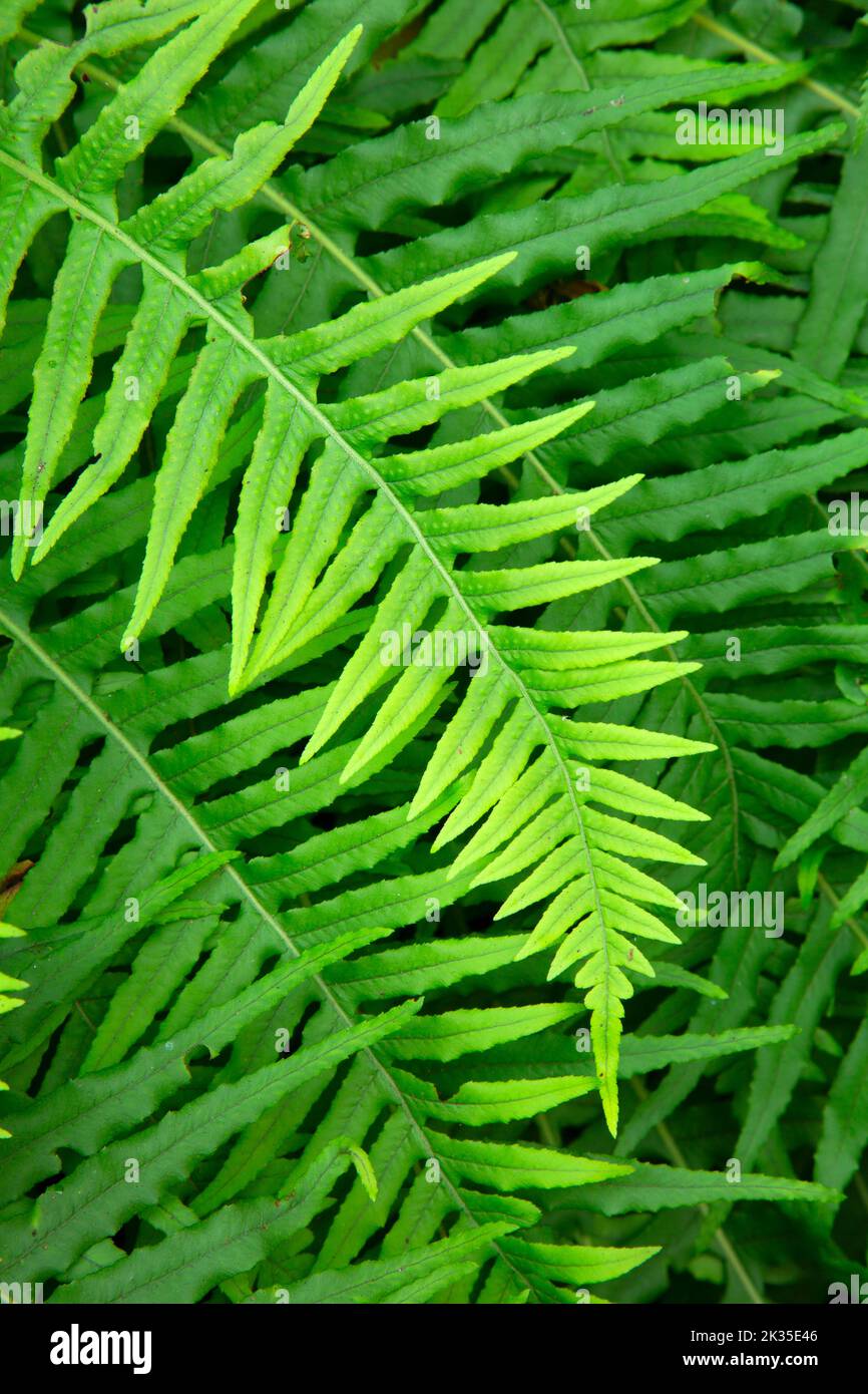 Lakritzfarn (Polypodium glycyrrhiza) am Lyre River, Olympic Peninsula Forests (DNR), Straße von Juan de Fuca Scenic Byway, Washington Stockfoto