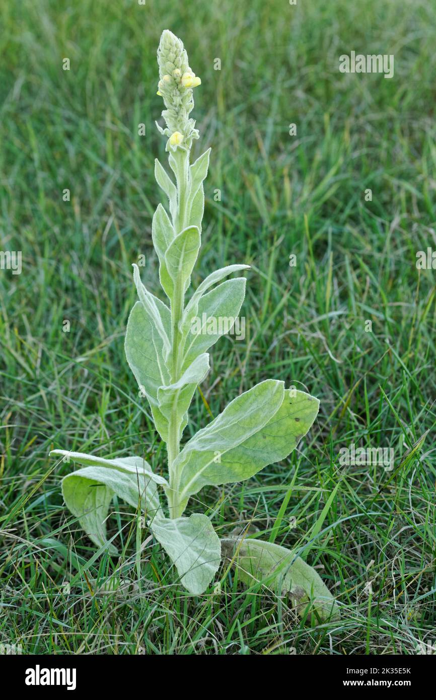Great Mullein wächst auf einer Weide. Quebec, Kanada Stockfoto