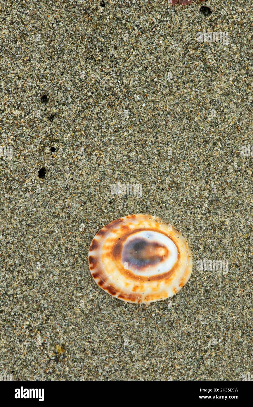 Limpet Shell, Dungeness National Wildlife Refuge, Washington Stockfoto