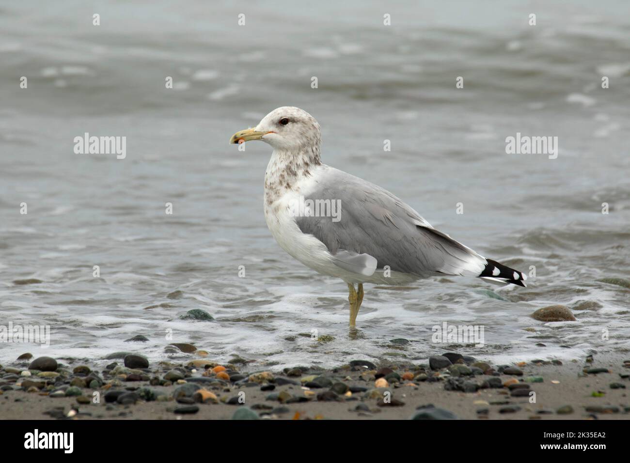 California Gull (Larus californicus), Dungeness National Wildlife Refuge, Washington Stockfoto