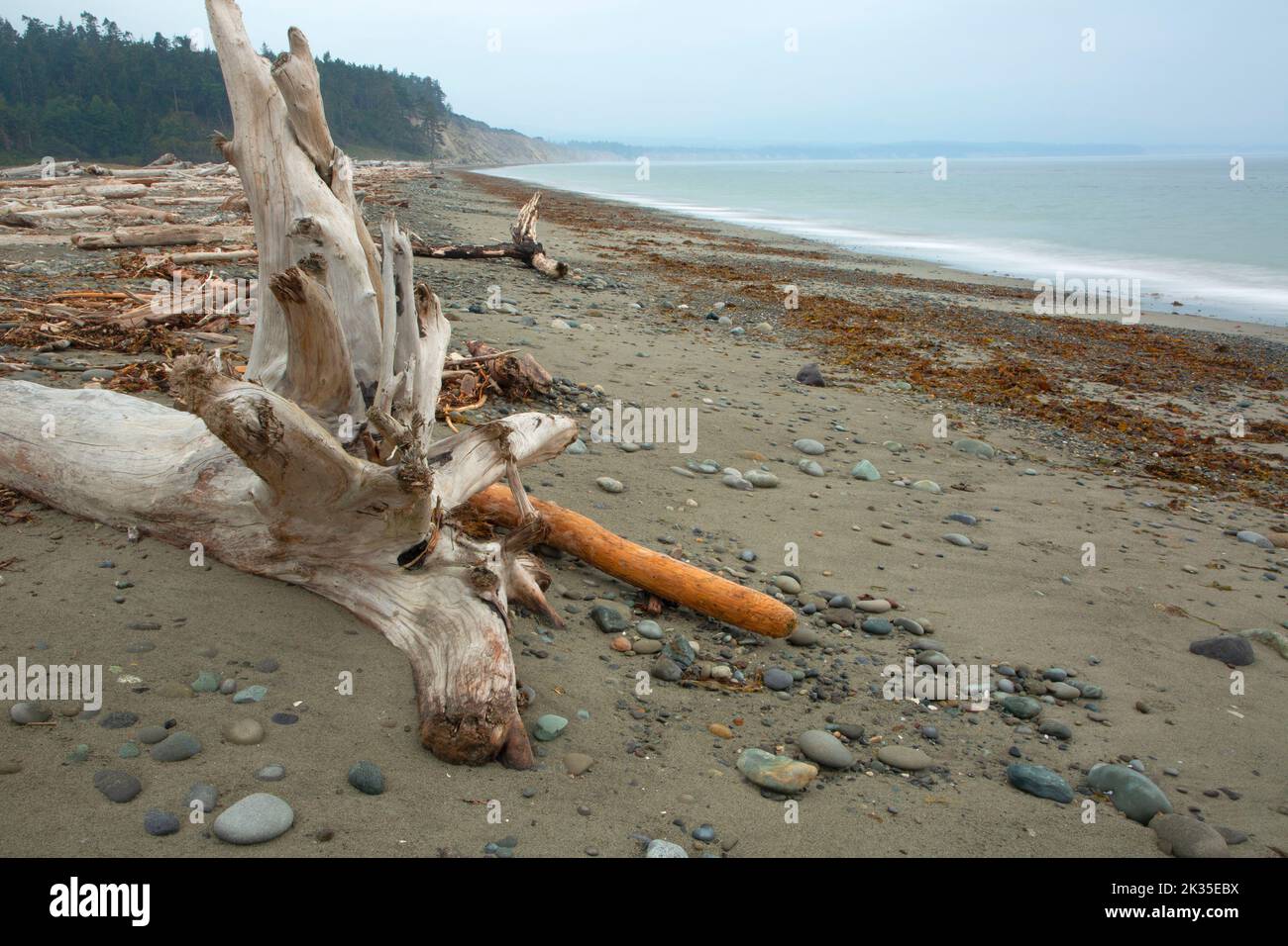 Driftwood am Strand, Dungeness National Wildlife Refuge, Washington Stockfoto