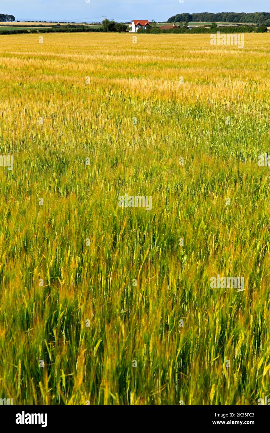 Gerstenernte, Feld, entfernter Bauernhof, Landschaft, Norfolk, England, Großbritannien Stockfoto