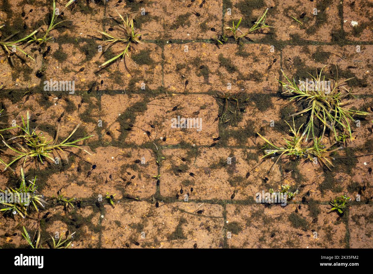 Eine kleine Pfütze, gefüllt mit Kaulquappen. Stockfoto