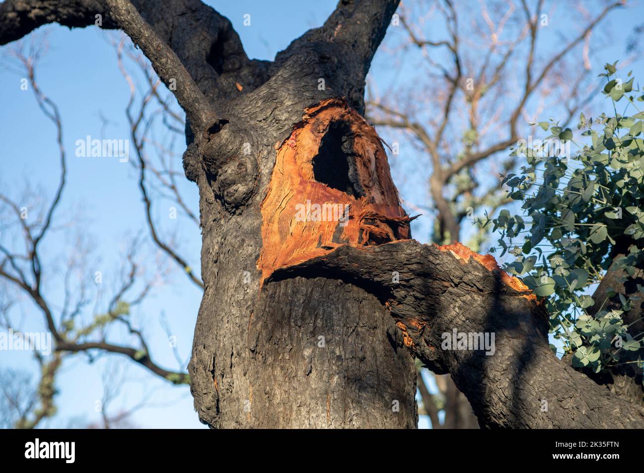 Hohl in einem Baum freigelegt und neue epikormische Triebe auf einem großen gebrochenen Ast eines geschwärzten Baumes nach einem Buschfeuer. Stockfoto