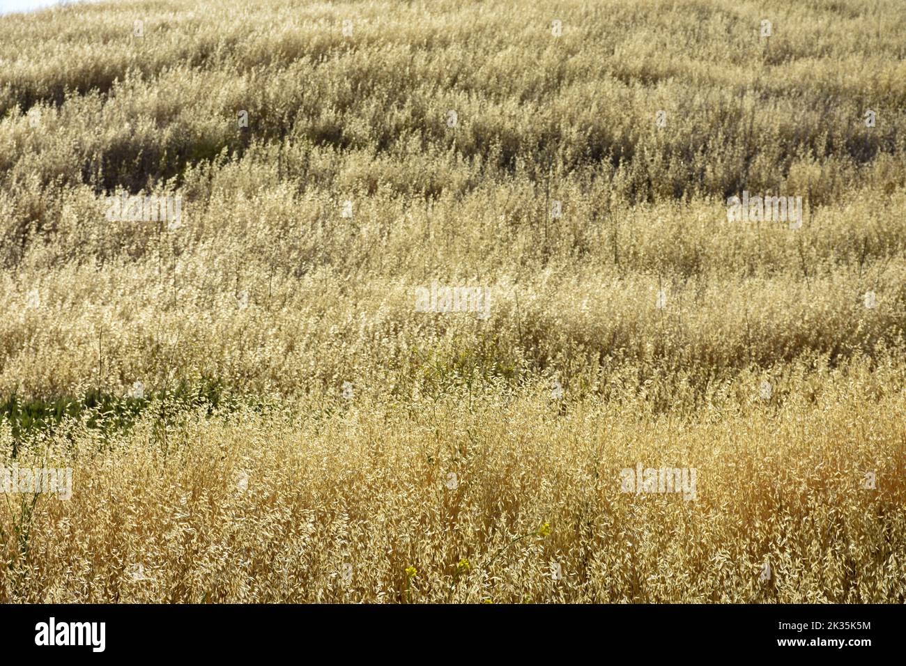 Goldgelbes trockenes Gras auf sanften Hügeln unter hellem Sonnenschein. Stockfoto