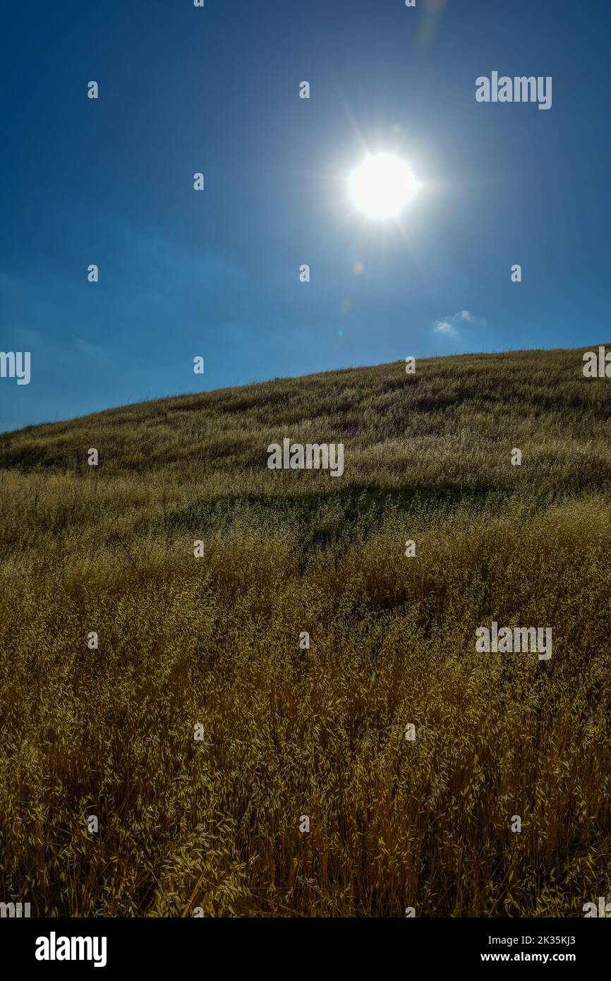 Goldgelbes trockenes Gras auf sanften Hügeln unter hellem Sonnenschein. Stockfoto