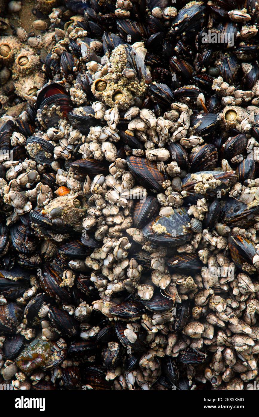 Schwanenhalsbeine und kalifornische Muschel am Strand 4 in Kalaloch, Olympic National Park, Washington Stockfoto