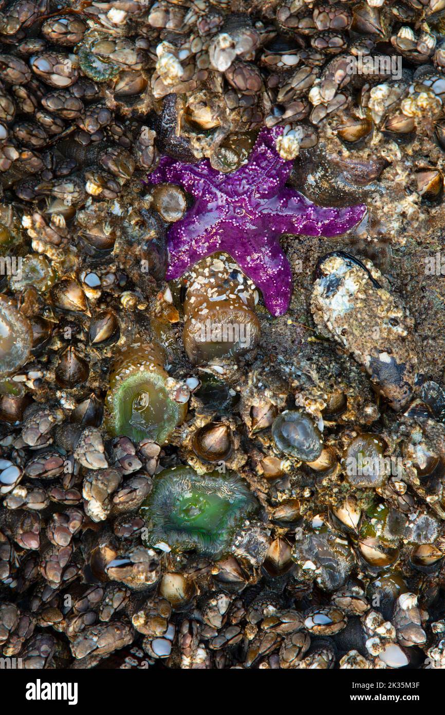 Ockerfarbene Seesterne (Pisaster ochraceus) am Second Beach, Olympic National Park, Washington Stockfoto