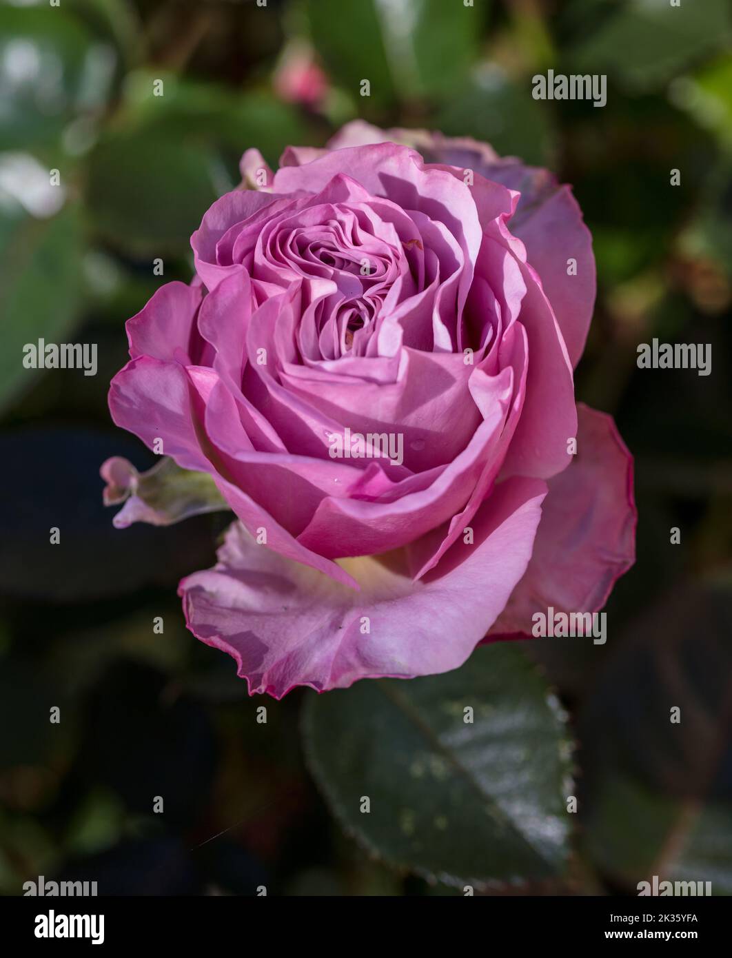 "Walzertakt' Hybrid Tea Rose, Tehybridros (Rosa) Stockfoto
