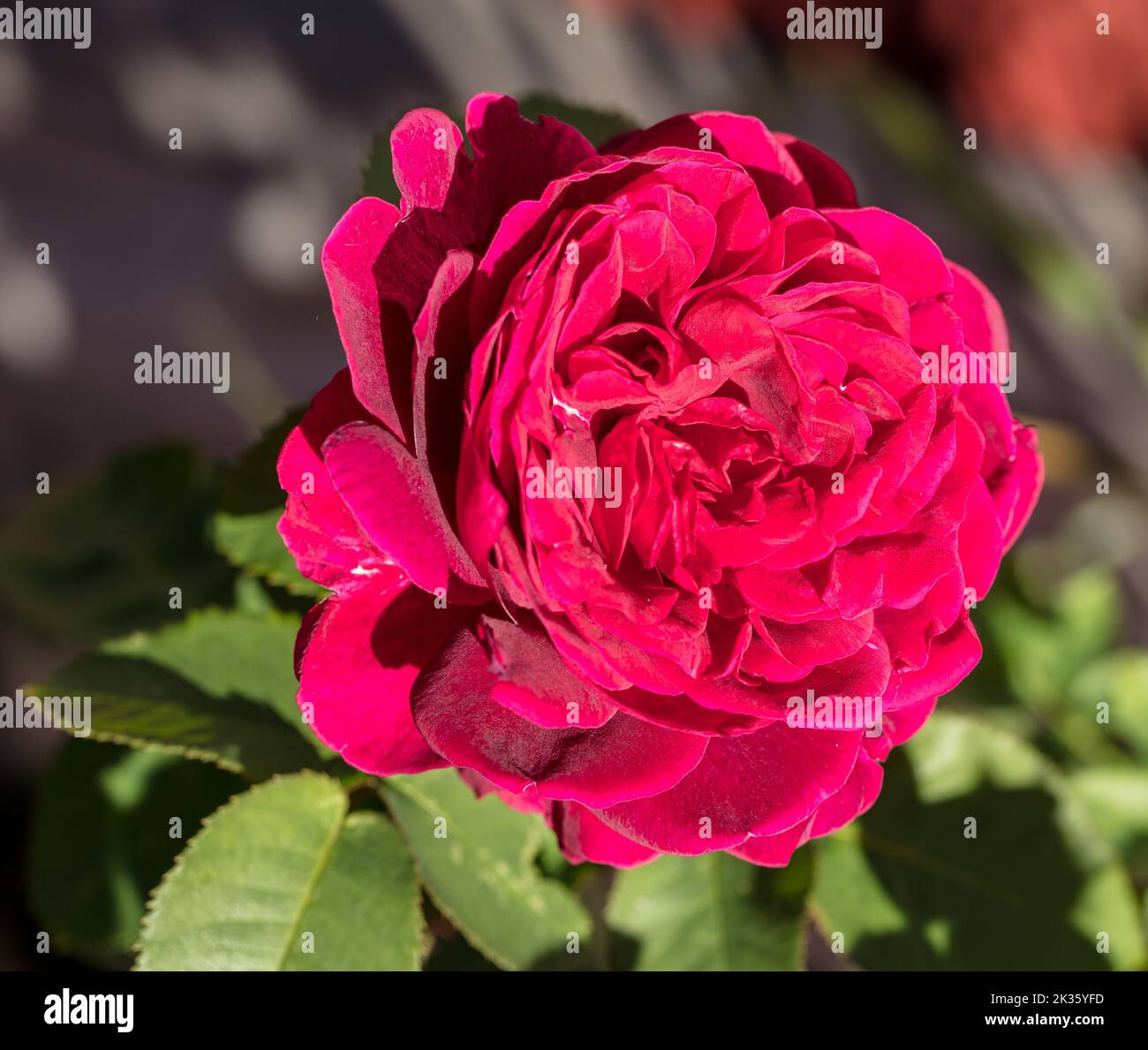 'LD Braithwaite, Auscrim 'Austin Rose, Engelsk ros (Rosa) Stockfoto