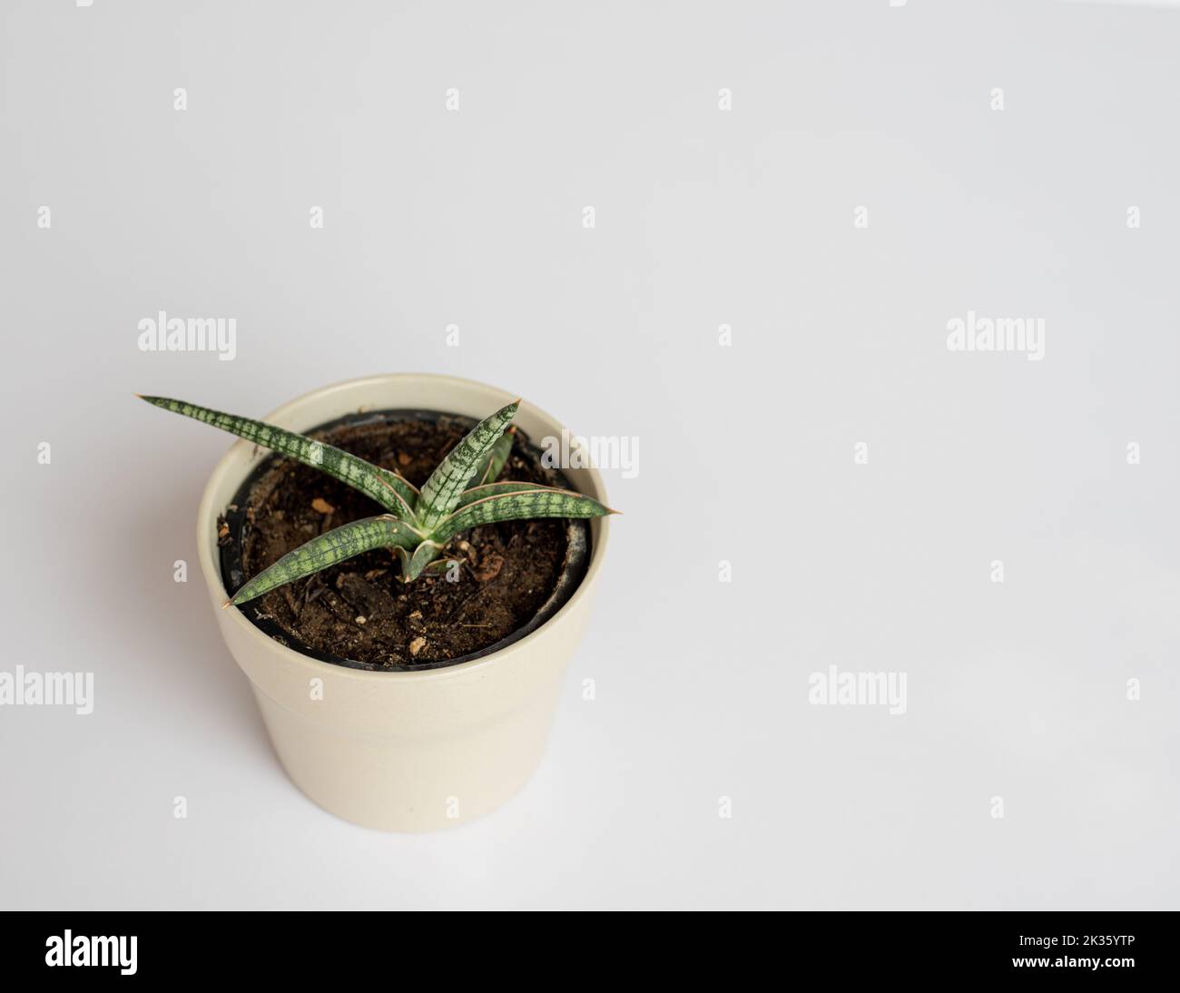 Sansevieria lavranos Wanderschlange Pflanze auf isoliertem weißem Hintergrund Stockfoto