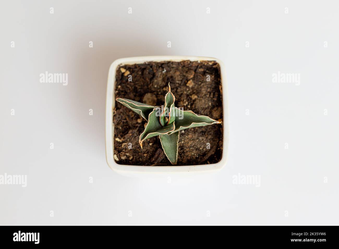 Sansevieria Zwergschlange Pflanze Hochwinkel Ansicht Stockfoto